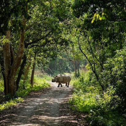 Jungle Safari 3